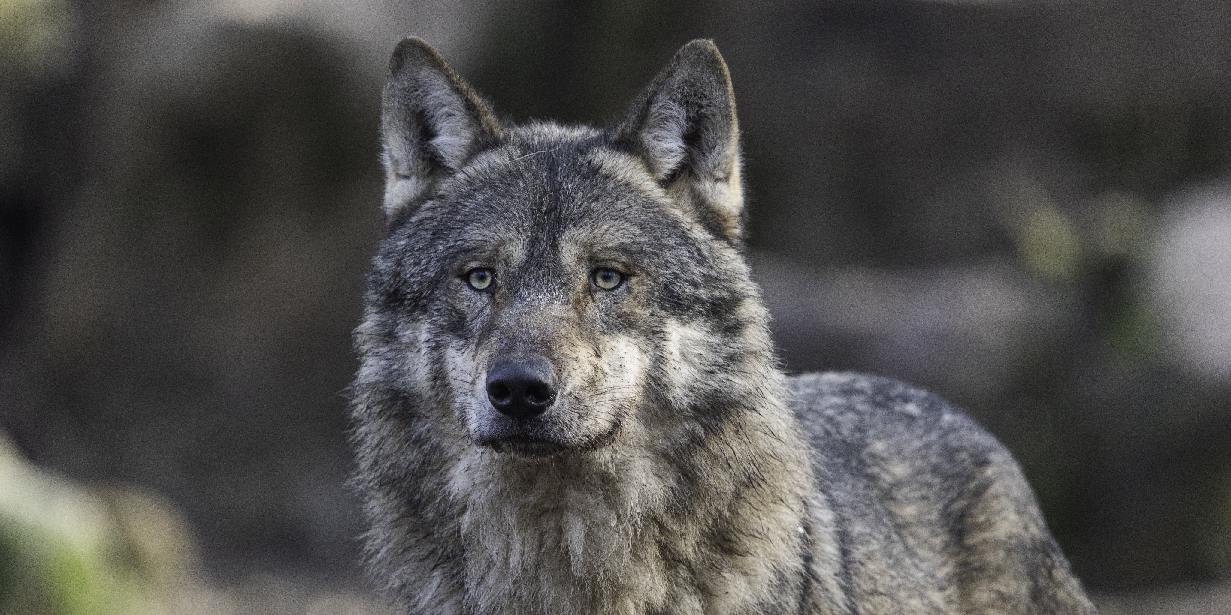 Les animaux dans la spiritualité : messagers, totems et signes du zodiaque
