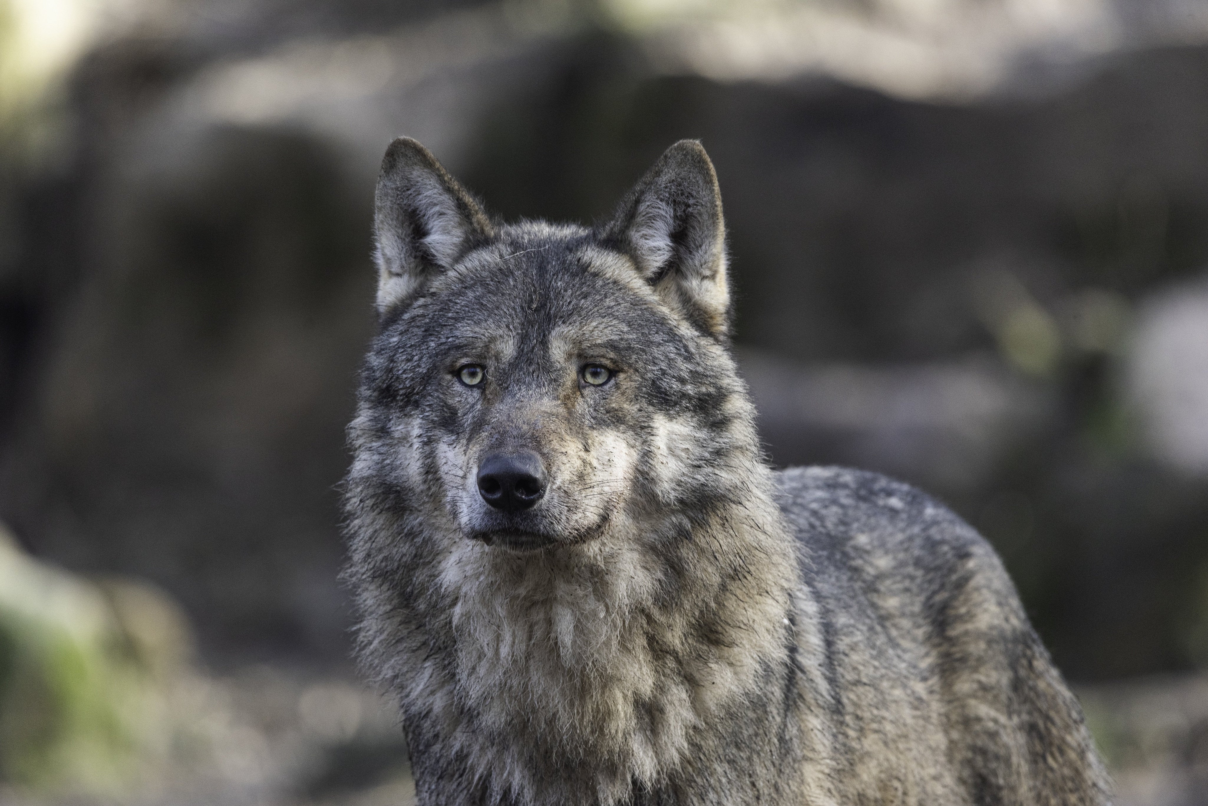 Les animaux dans la spiritualité : messagers, totems et signes du zodiaque