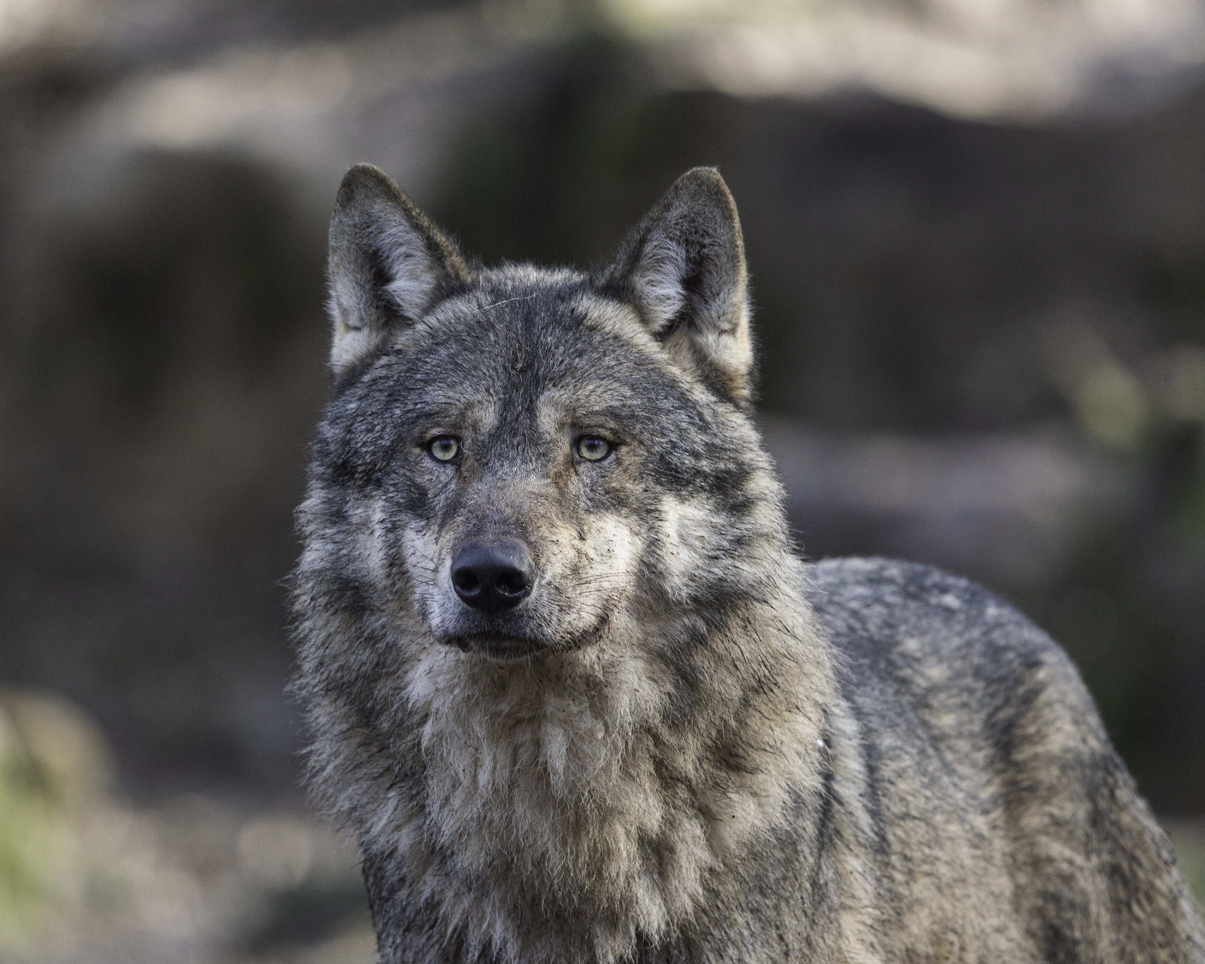 Les animaux dans la spiritualité : messagers, totems et signes du zodiaque